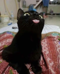 Size: 640x794 | Tagged: safe, animal, black, black cat, cat, cute, funny, green eyes, pet, tongue